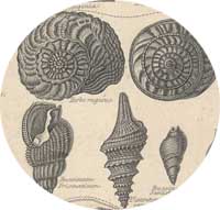 Pliocene shells